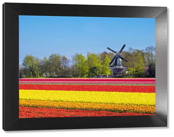 Netherlands, South Holland, Lisse. Dutch tulips flowers in a field in front of the