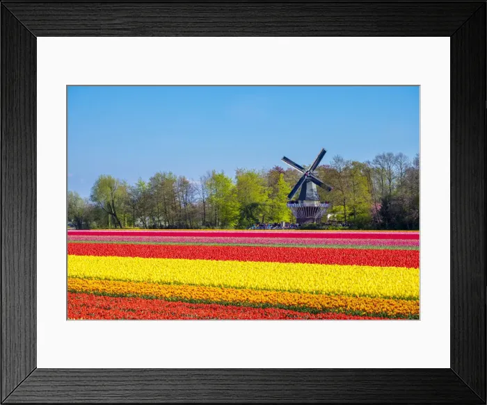 Framed Print : Netherlands, South Holland, Lisse. Dutch tulips flowers in a field in front of