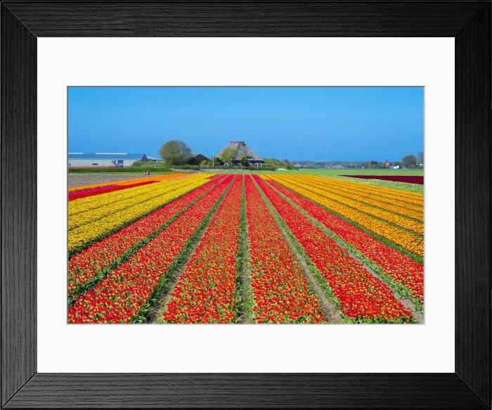 Framed Print : Netherlands, North Holland, Den Helder. Rows of colorful flowering tulips in a bulb Framed Print : Netherlands, North Holland, Den Helder. Rows of colorful flowering tulips in a bulb
