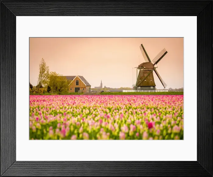 Framed Print : Windmills and tulip fields full of flowers in the Netherlands Framed Print : Windmills and tulip fields full of flowers in the Netherlands