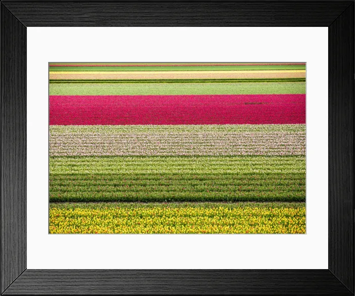 Framed Print : Tulips in Lisse, Netherlands, Europe Framed Print : Tulips in Lisse, Netherlands, Europe