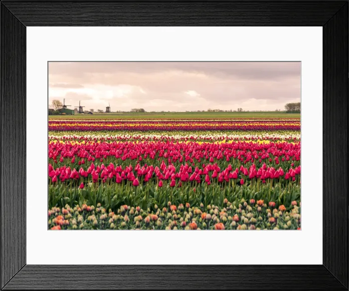 Framed Print : Windmills and tulip fields full of flowers in Netherland Framed Print : Windmills and tulip fields full of flowers in Netherland
