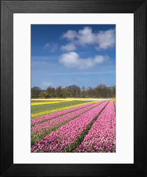 Framed Print : Tulips in fields, Lisse, Netherlands Framed Print : Tulips in fields, Lisse, Netherlands