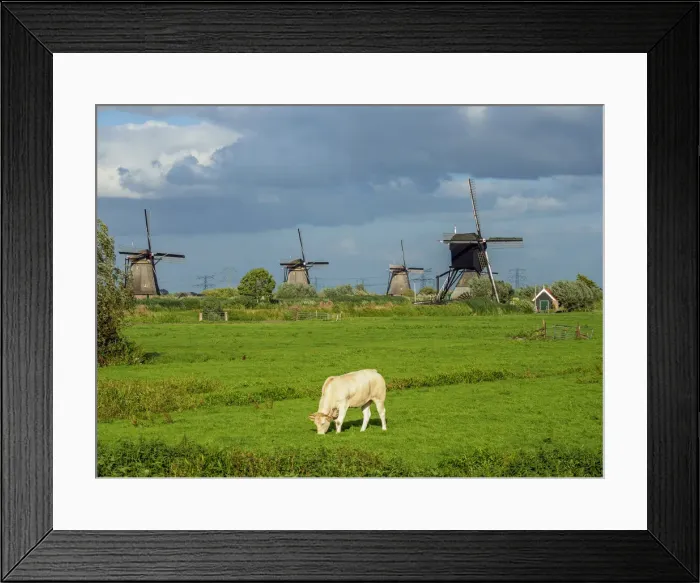 Framed Print : Cow on a field and Windmills in Kinderdijk, UNESCO World Heritage Site, South Holland