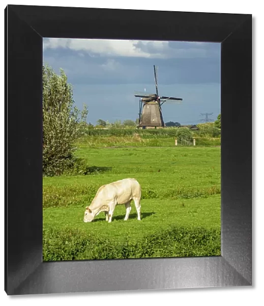 Cow on a field and Windmills in Kinderdijk, UNESCO World Heritage Site, South Holland
