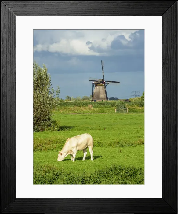 Framed Print : Cow on a field and Windmills in Kinderdijk, UNESCO World Heritage Site, South Holland Framed Print : Cow on a field and Windmills in Kinderdijk, UNESCO World Heritage Site, South Holland