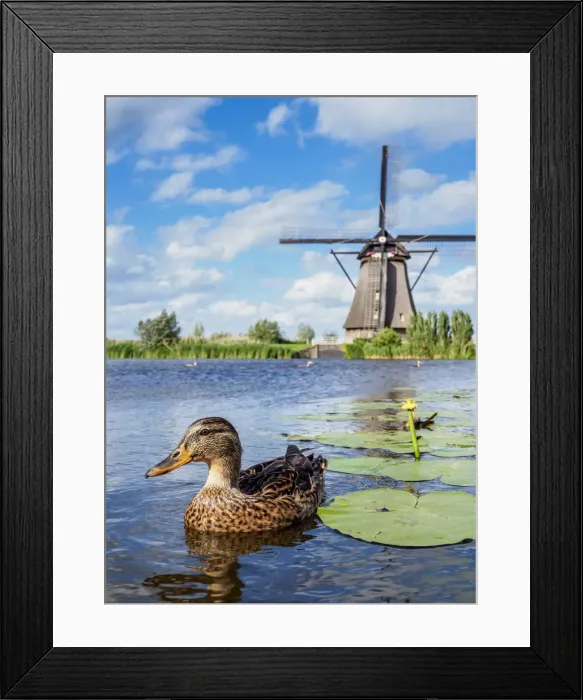 Framed Print : Duck and Windmill in Kinderdijk, UNESCO World Heritage Site, South Holland Framed Print : Duck and Windmill in Kinderdijk, UNESCO World Heritage Site, South Holland