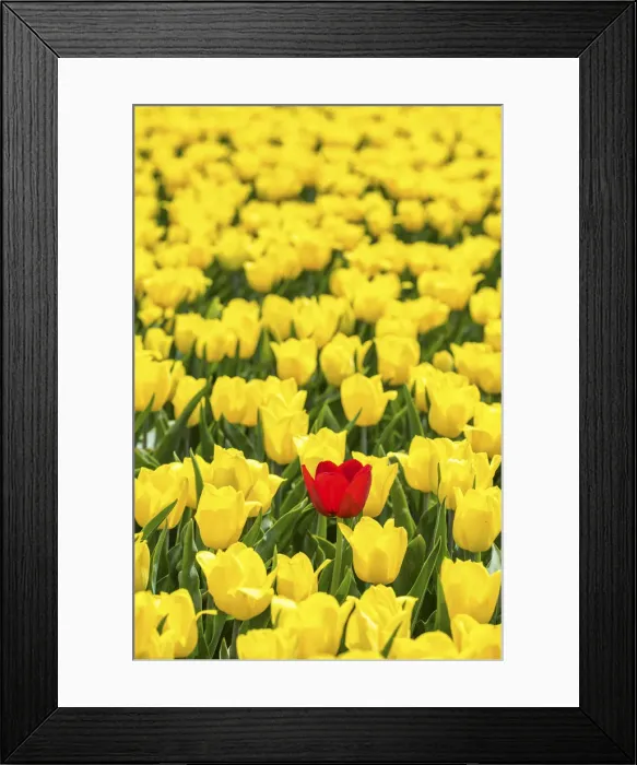 Framed Print : Single Red Tulip in Field of Yellow Tulips, Abbenes, Holland, Netherlands Framed Print : Single Red Tulip in Field of Yellow Tulips, Abbenes, Holland, Netherlands