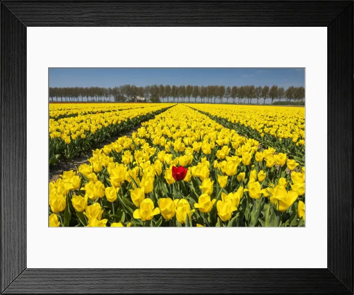 Framed Print : Single Red Tulip in Field of Yellow Tulips, Abbenes, Holland, Netherlands Framed Print : Single Red Tulip in Field of Yellow Tulips, Abbenes, Holland, Netherlands