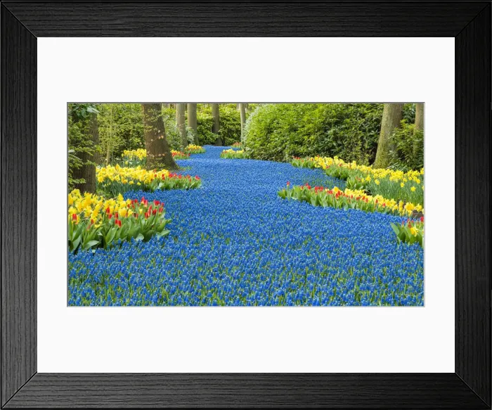 Framed Print : Keukenhof Gardens, Lisse, Holland, Netherlands Framed Print : Keukenhof Gardens, Lisse, Holland, Netherlands