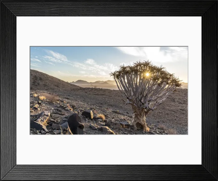 Framed Print : Africa, Namibia, Hardap region. Quiver tree Framed Print : Africa, Namibia, Hardap region. Quiver tree
