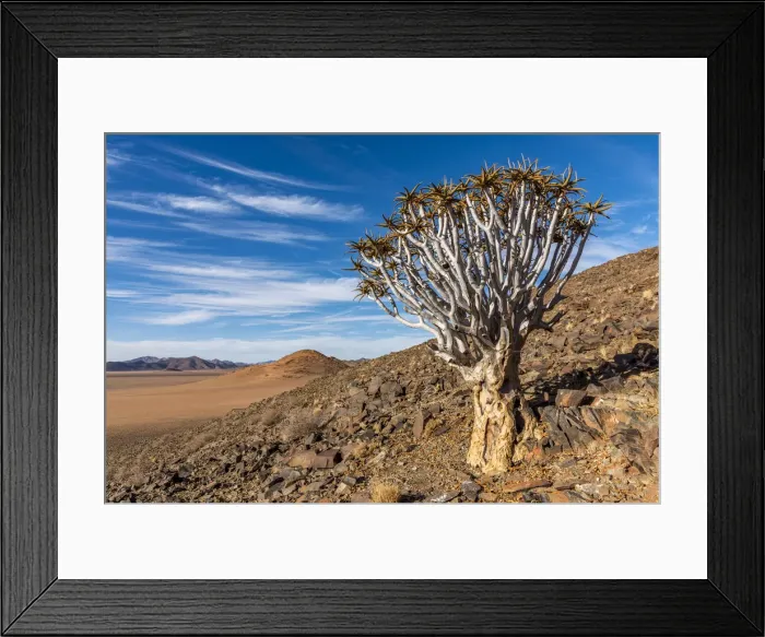 Framed Print : Africa, Namibia, Kanaan desert retreat. Quiver tree
