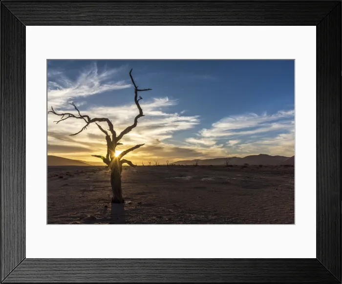 Framed Print : Africa, Namibia, Sossusvlei. A camel thorns silhouette at sunset Framed Print : Africa, Namibia, Sossusvlei. A camel thorns silhouette at sunset