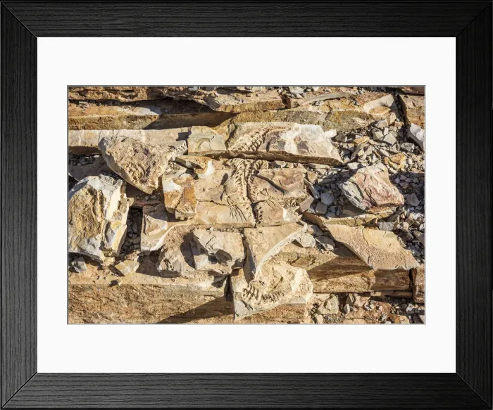 Framed Print : Africa, Namibia, Keetmanshop. Mesosaurus fossil found near to Keetmanshop Framed Print : Africa, Namibia, Keetmanshop. Mesosaurus fossil found near to Keetmanshop
