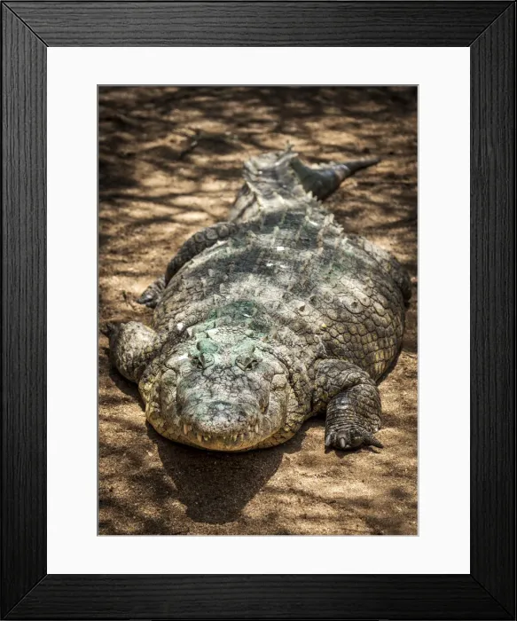Framed Print : Africa, Namibia, Otjiwarongo. Crocodile at the farm Framed Print : Africa, Namibia, Otjiwarongo. Crocodile at the farm