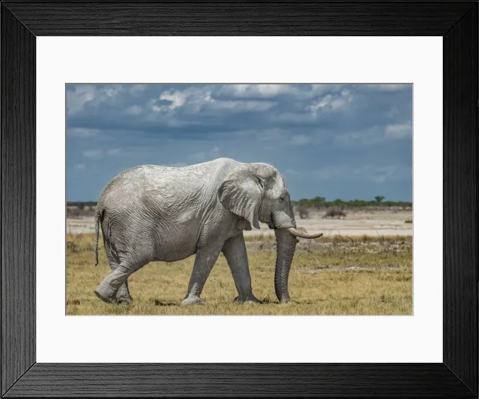 Framed Print : Africa, Namibia, Ethosha National Park. A big male elephant in the Ethosha Park Framed Print : Africa, Namibia, Ethosha National Park. A big male elephant in the Ethosha Park