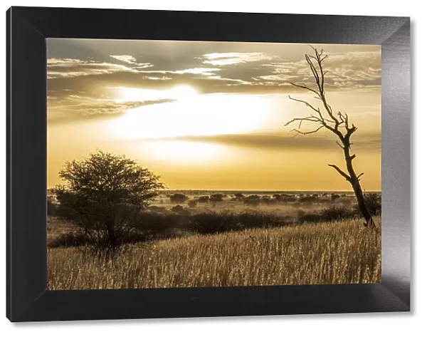 Africa, Namibia, Kalkrand. Sunrise over the Kalahari