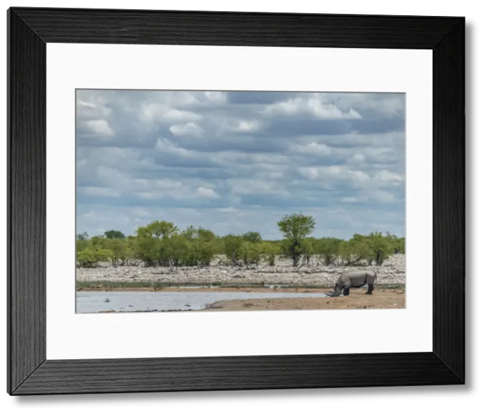 Framed Print : Africa, Namibia, Ethosha National Park. A rhino at a waterhole