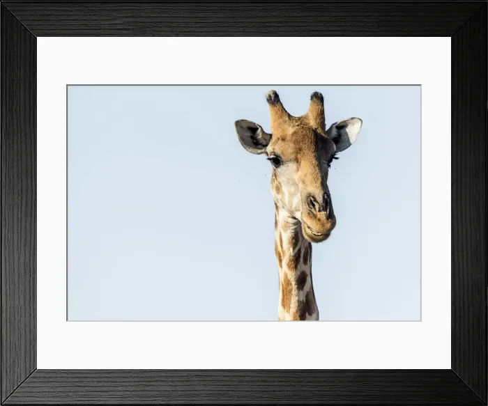 Framed Print : Africa, Namibia, Ethosha National Park. A giraffe Framed Print : Africa, Namibia, Ethosha National Park. A giraffe