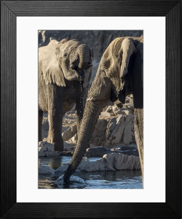Framed Print : Africa, Namibia, Hobatere concession. Two male desert elephants at the waterhole Framed Print : Africa, Namibia, Hobatere concession. Two male desert elephants at the waterhole