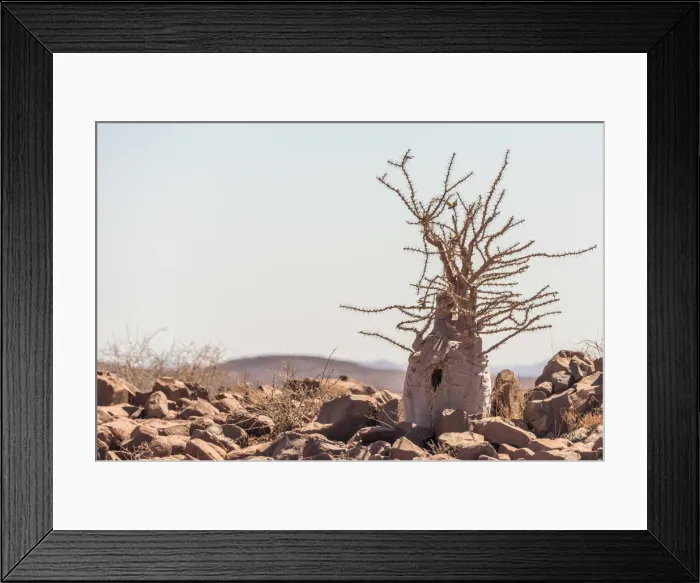 Framed Print : Africa, Namibia, Palmwag. Bottle tree Framed Print : Africa, Namibia, Palmwag. Bottle tree
