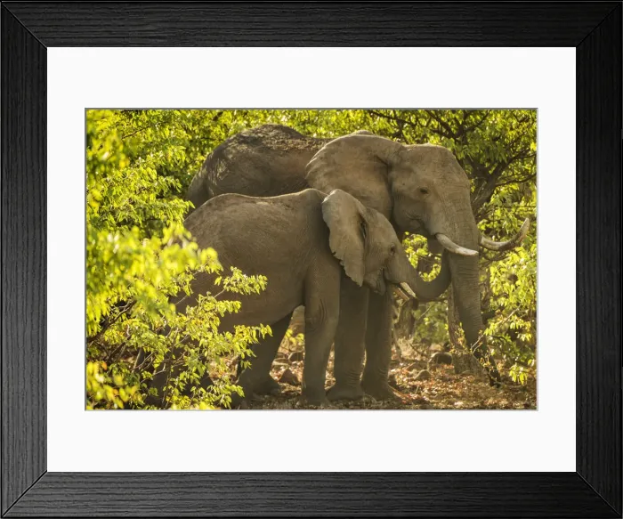 Framed Print : Africa, Namibia, Palmwag. Desert elephants at sunset Framed Print : Africa, Namibia, Palmwag. Desert elephants at sunset