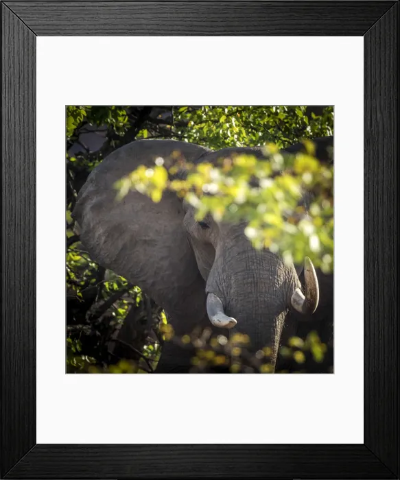 Framed Print : Africa, Namibia, Palmwag. a desert elephant at sunset Framed Print : Africa, Namibia, Palmwag. a desert elephant at sunset