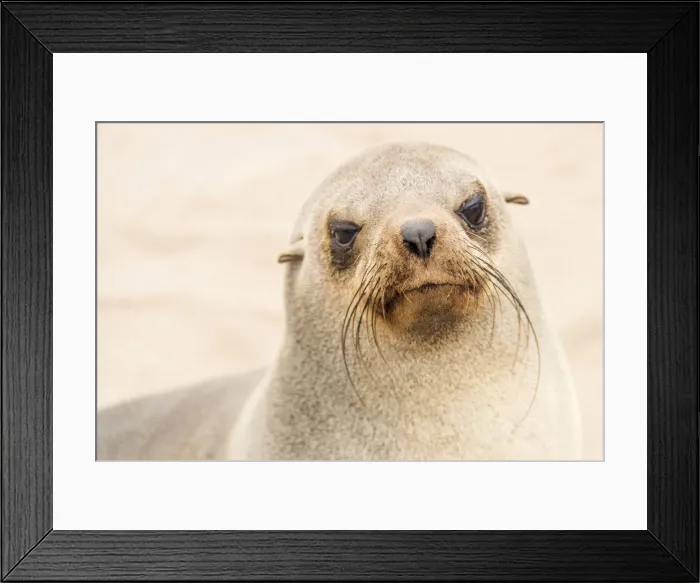Framed Print : Africa, Namibia, Cape Cross. a seal Framed Print : Africa, Namibia, Cape Cross. a seal