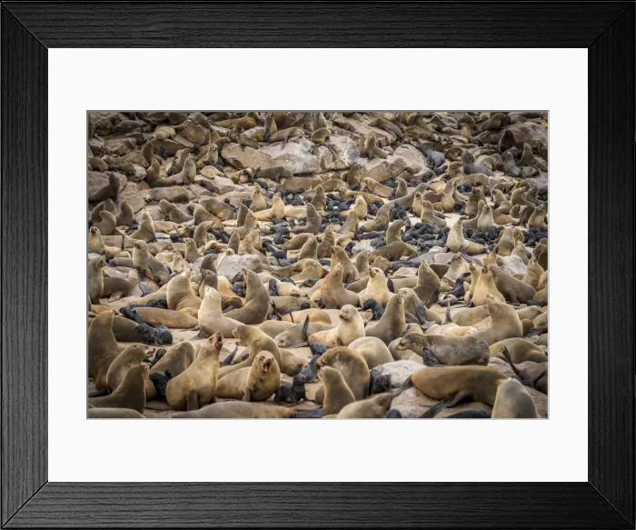 Framed Print : Africa, Namibia, Cape Cross. The seal colony Framed Print : Africa, Namibia, Cape Cross. The seal colony