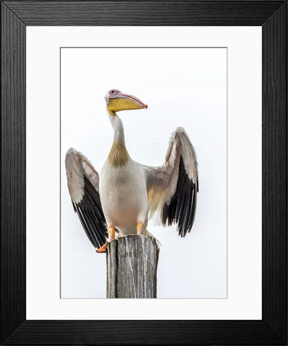 Framed Print : Africa, Namibia, Walvis Bay. Great White Pelican Framed Print : Africa, Namibia, Walvis Bay. Great White Pelican