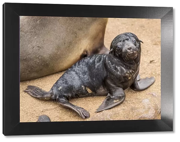 Africa, Namibia, Cape Cross. Seals, mother with newborn