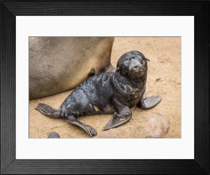 Framed Print : Africa, Namibia, Cape Cross. Seals, mother with newborn Framed Print : Africa, Namibia, Cape Cross. Seals, mother with newborn