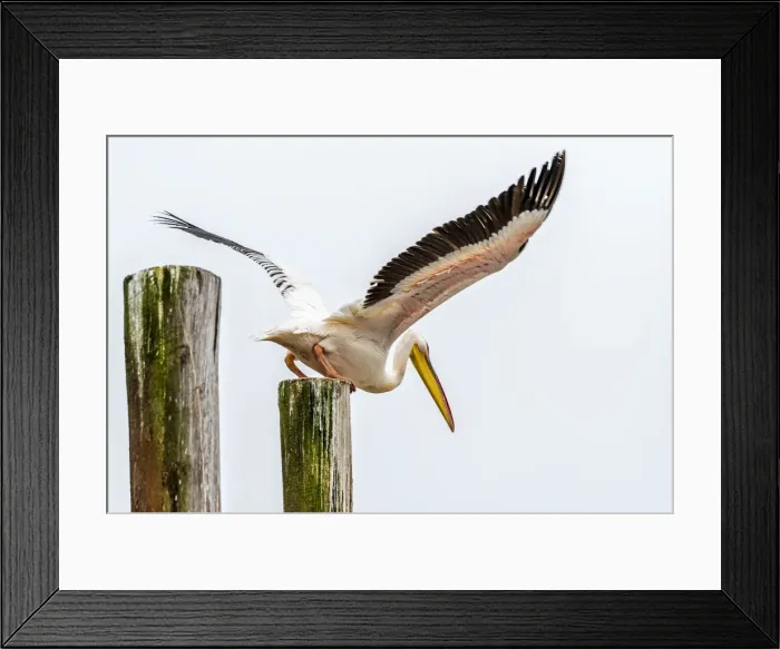 Framed Print : Africa, Namibia, Walvis Bay. Pelican taking off