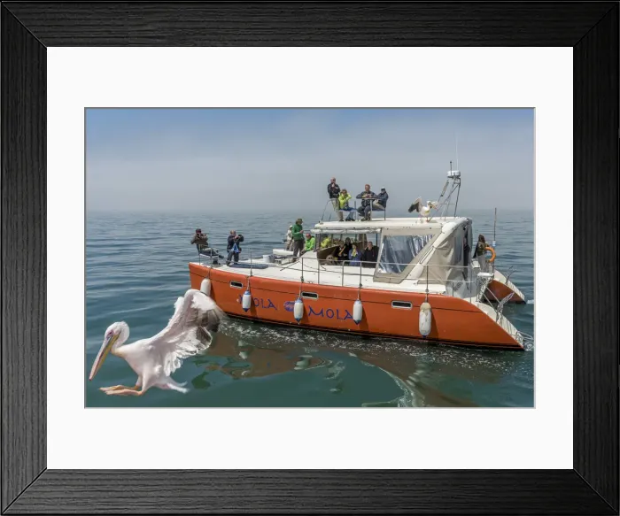 Framed Print : Africa, Namibia, Walvis Bay. Boat tour with pelican Framed Print : Africa, Namibia, Walvis Bay. Boat tour with pelican