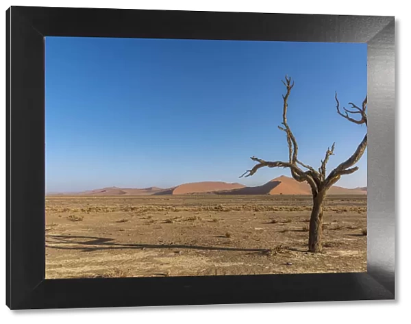 Africa, Namibia, Sossusvlei. A dead camelthorn tree in the desert