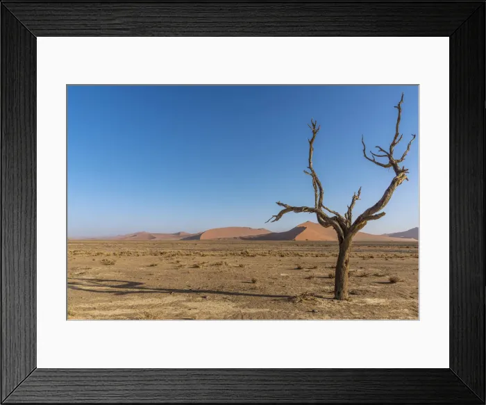 Framed Print : Africa, Namibia, Sossusvlei. A dead camelthorn tree in the desert Framed Print : Africa, Namibia, Sossusvlei. A dead camelthorn tree in the desert