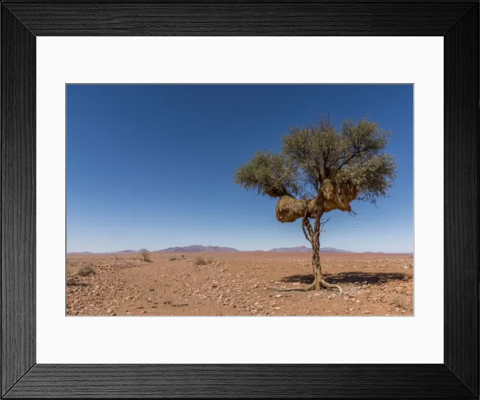 Framed Print : Africa, Namibia, Hardap region. Nesting colony of sociable weavers