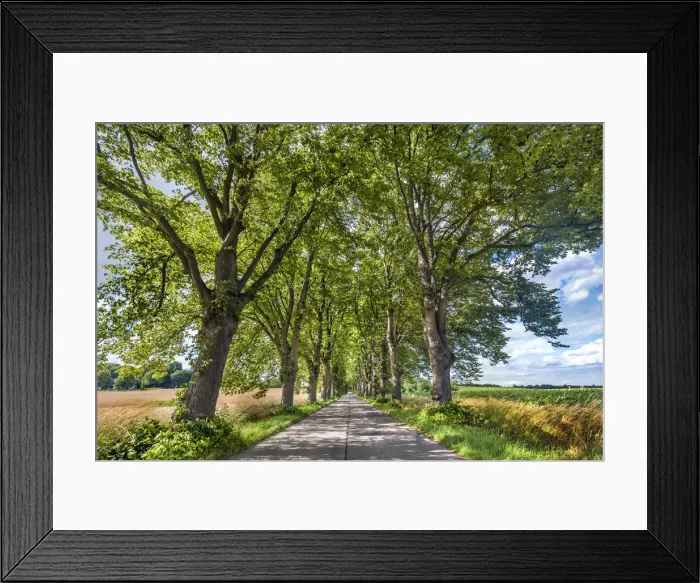 Framed Print : Lime tree avenue, Krummin, Usedom island, Mecklenburg-Western Pomerania, Germany Framed Print : Lime tree avenue, Krummin, Usedom island, Mecklenburg-Western Pomerania, Germany
