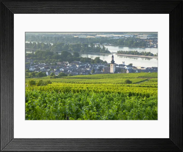Framed Print : Vineyards and River Rhine, Rudesheim, Rhineland-Palatinate, Germany Framed Print : Vineyards and River Rhine, Rudesheim, Rhineland-Palatinate, Germany