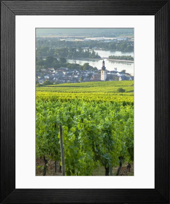 Framed Print : Vineyards and River Rhine, Rudesheim, Rhineland-Palatinate, Germany Framed Print : Vineyards and River Rhine, Rudesheim, Rhineland-Palatinate, Germany