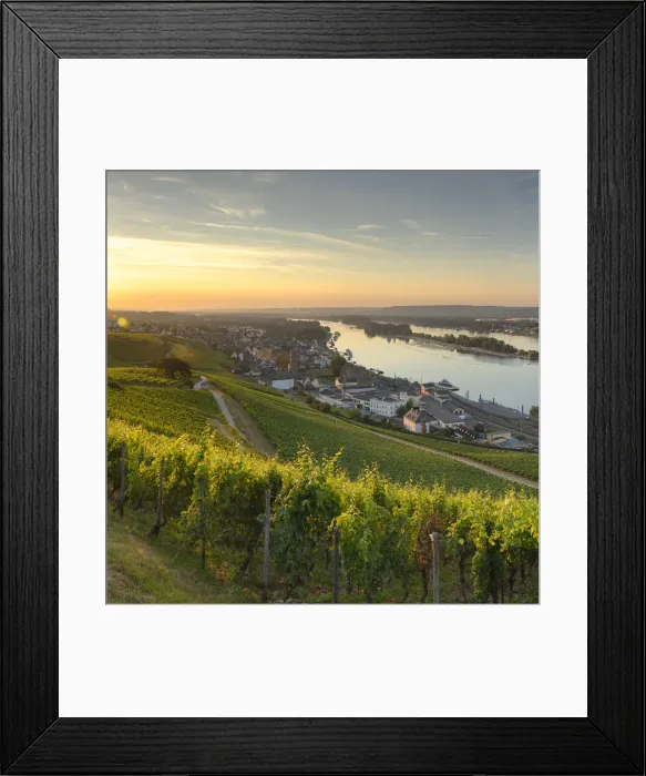 Framed Print : Vineyards and River Rhine at sunrise, Rudesheim, Rhineland-Palatinate, Germany Framed Print : Vineyards and River Rhine at sunrise, Rudesheim, Rhineland-Palatinate, Germany