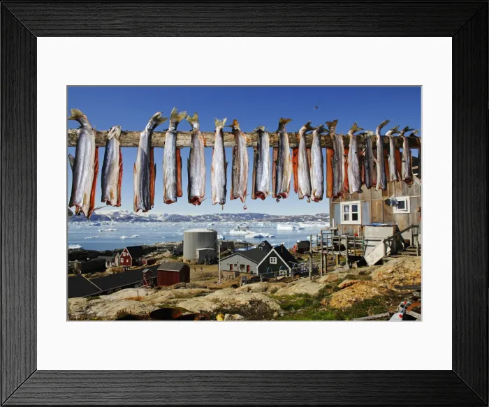 Framed Print : Drying fishes, Tiniteqilaq, Sermilik Fjord, Greenland Framed Print : Drying fishes, Tiniteqilaq, Sermilik Fjord, Greenland