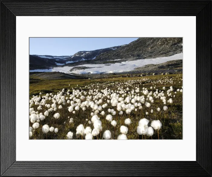 Framed Print : Cotton gras, Hundefjord, Greenland Framed Print : Cotton gras, Hundefjord, Greenland