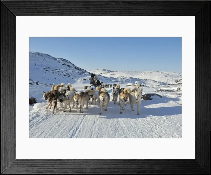 Framed Print : Dogsled tour to Ilulissat, Greenland Framed Print : Dogsled tour to Ilulissat, Greenland