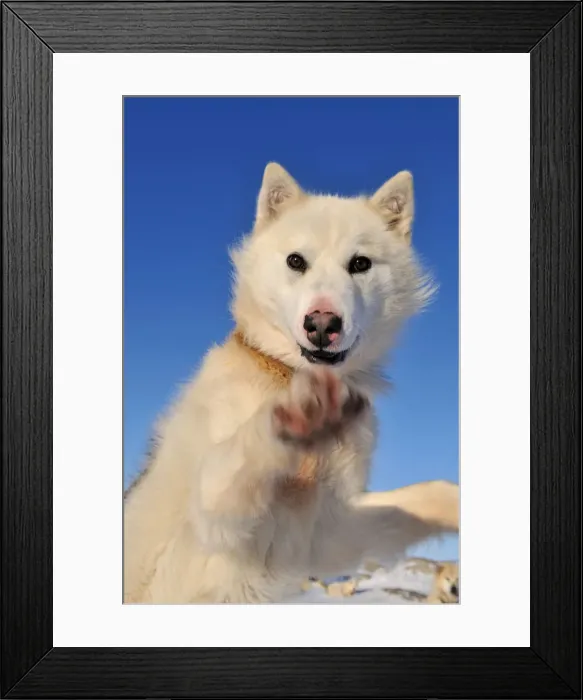 Framed Print : Greenland Huskies, Greenland Framed Print : Greenland Huskies, Greenland