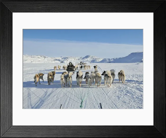 Framed Print : Dogsled tour to Ilulissat, Greenland Framed Print : Dogsled tour to Ilulissat, Greenland