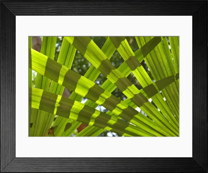 Framed Print : Jungle at Yaxha Arecheologial site, Peten, Mundo Maya, Guatemala, Central America Framed Print : Jungle at Yaxha Arecheologial site, Peten, Mundo Maya, Guatemala, Central America
