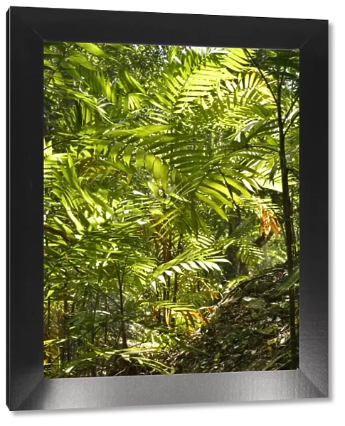 Jungle at Yaxha Arecheologial site, Peten, Mundo Maya, Guatemala, Central America
