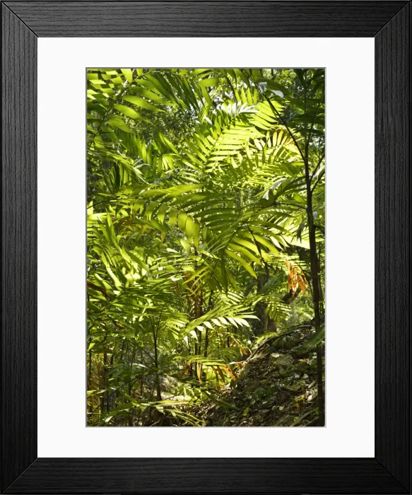 Framed Print : Jungle at Yaxha Arecheologial site, Peten, Mundo Maya, Guatemala, Central America Framed Print : Jungle at Yaxha Arecheologial site, Peten, Mundo Maya, Guatemala, Central America