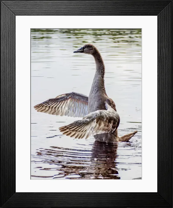 Framed Print : Poland, Lublin Voivodeship, Parczew County, Baby Swan(Cygnus olor) on the coast of Framed Print : Poland, Lublin Voivodeship, Parczew County, Baby Swan(Cygnus olor) on the coast of